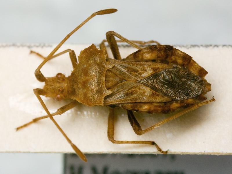 Centrocoris spiniger (Fabricius, 1781)